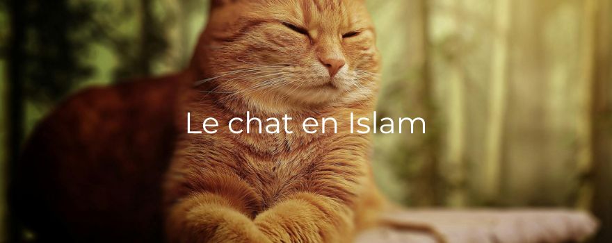 Le chat en Islam