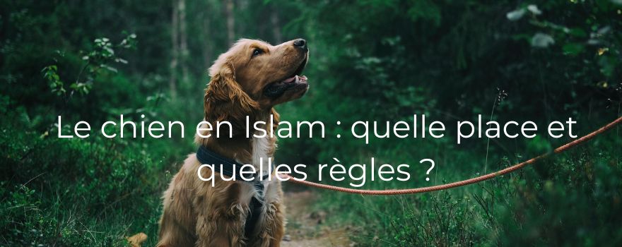 Le chien en Islam : quelle place et quelles règles ?