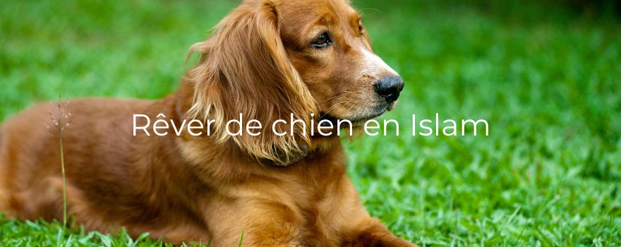 Rêver de chien en Islam