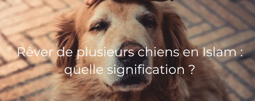 Rêver de plusieurs chiens en Islam : quelle signification ?